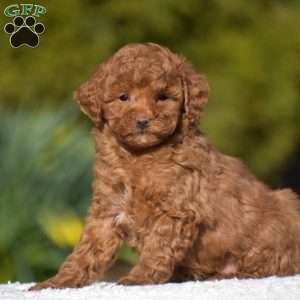 Kassie, Miniature Poodle Puppy